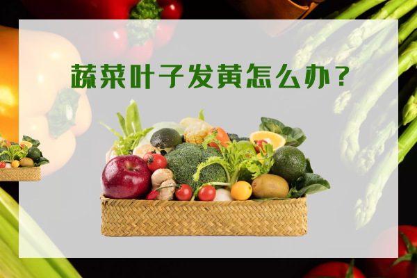 蔬菜葉子發(fā)黃怎么辦？